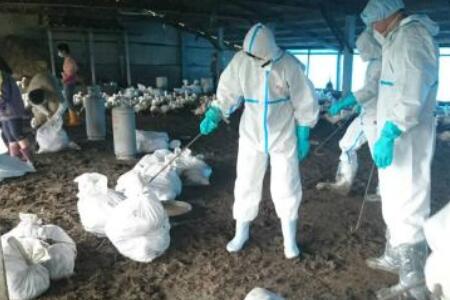防疫站人员穿戴防护用品处理禽流感疫情